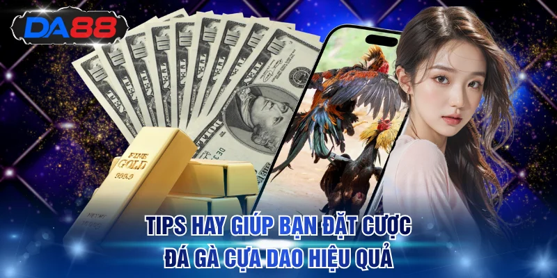 Bí quyết tham gia chọi kê cựa dao bất bại