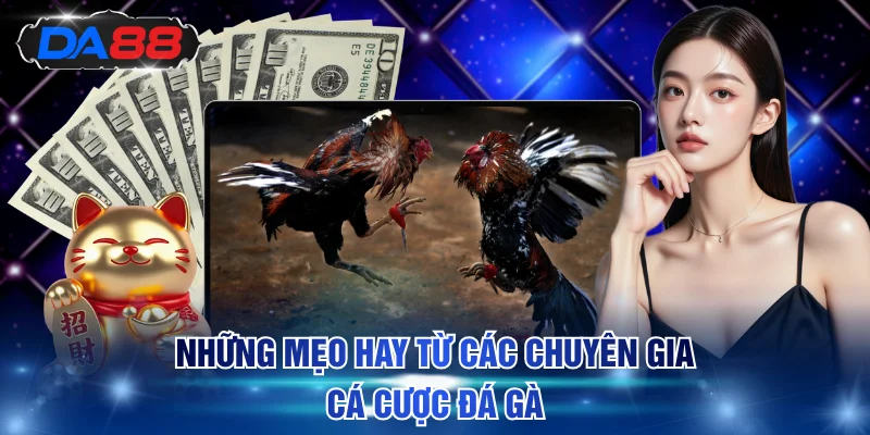 Những mẹo hay từ các chuyên gia cá cược đá gà